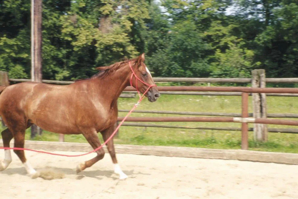 Amesbichler Cavaletti Bloque de obstáculos