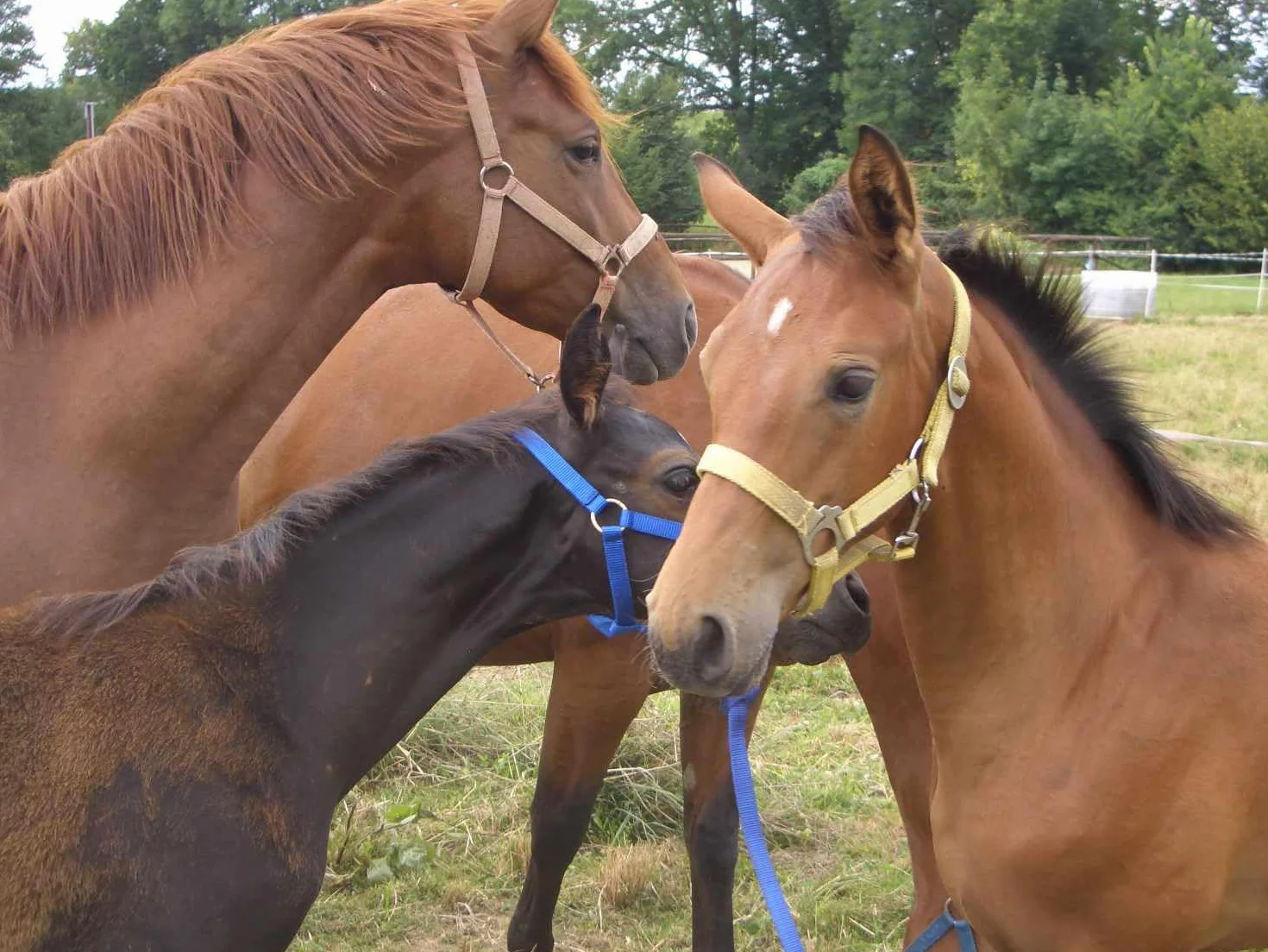 Amesbichler Cavaletti Bloque de obstáculos
