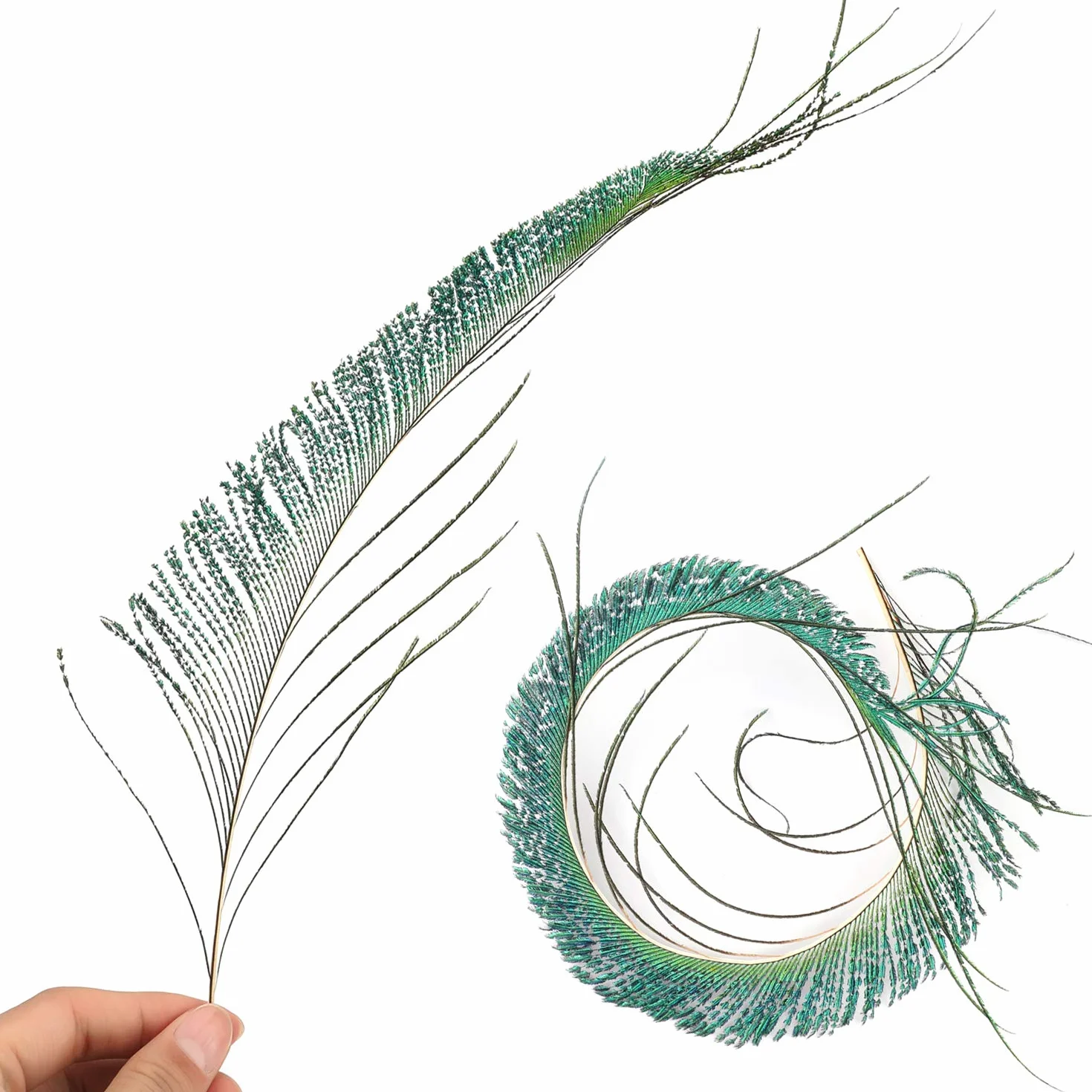 Mwoot 30pcs Natural Pavo Real Plumas de espada, Plumas de Pavo Real para la decoración del hogar DIY Jewelry Party Arte (25-35CM)