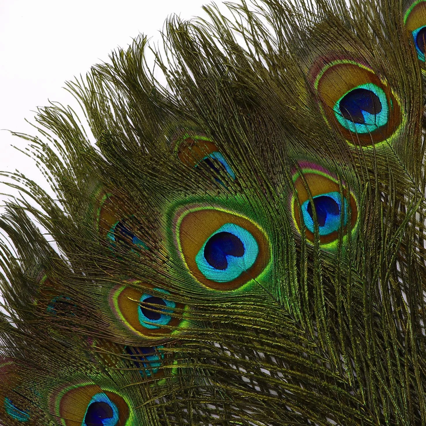 MWOOT 40 plumas decorativas de pavo real, naturales, para manualidades, adornos de 20-25 cm, ideales para ceremonias y fiestas de temporada, accesorios de decoración
